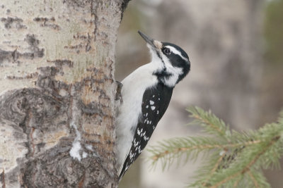 HairyWoodpecker_20140102_7832.jpg