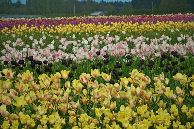 Wooden Shoe Tulip Festival 2014