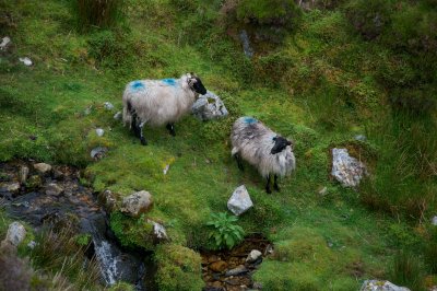 Sheep in a ravine