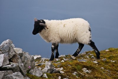 Travels to Ireland and Climbing Croagh Patrick