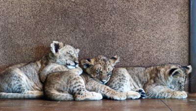 my 3 cubs.jpg