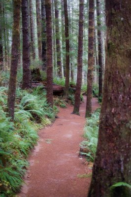 Drift Creek Falls Trail.jpg