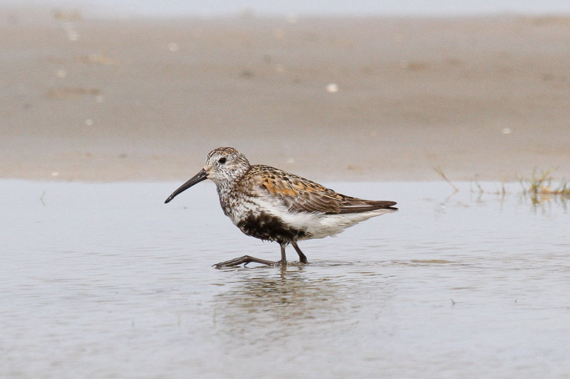 Dunlin low res-6404.jpg