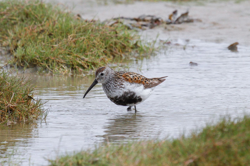 Dunlin low res-6676.jpg