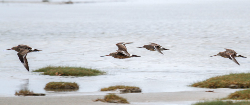 Hudsonian Godwit low res-5142.jpg
