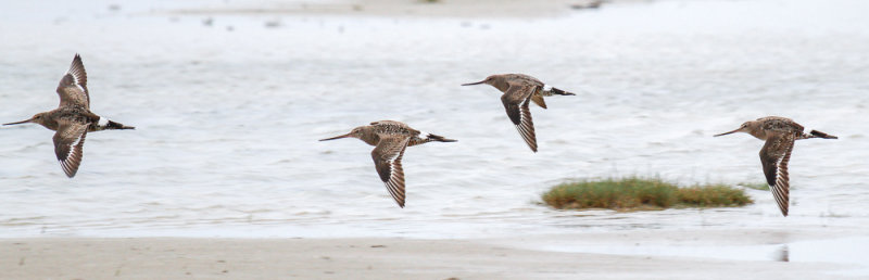 Hudsonian Godwit low res-5143.jpg