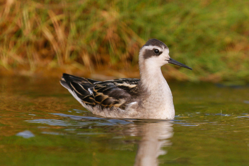 Red-necked Phalarope low res-7828.jpg