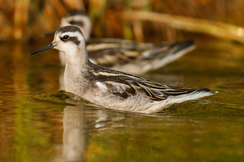 Red-necked Phalarope low res-7853.jpg