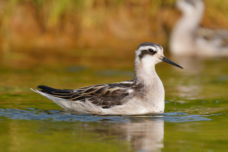 Red-necked Phalarope low res-7868.jpg