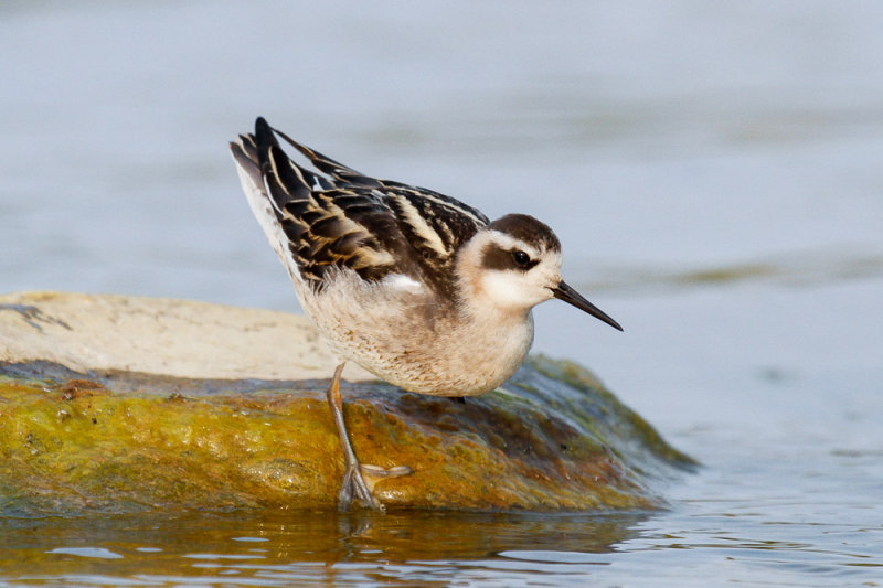 Red-necked Phalarope low res-7966.jpg
