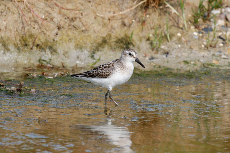 Semipalmated Sandpiper low res-8651.jpg