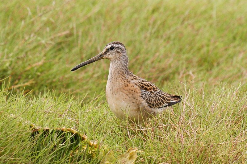Short-billed Dowitcher low res-9062.jpg
