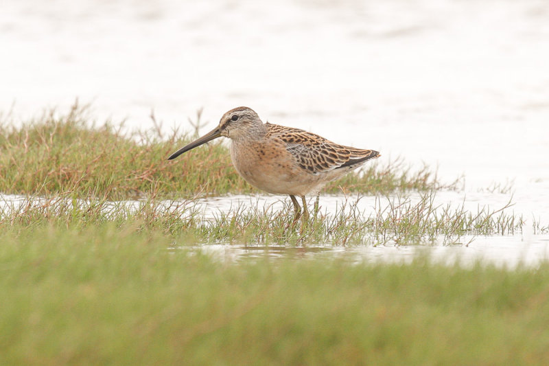 Short-billed Dowitcher low res-9076.jpg