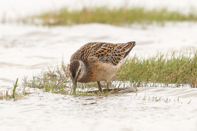 Short-billed Dowitcher low res-9100.jpg