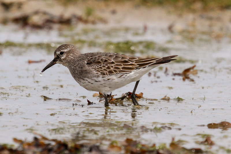 White-rumped Sandpiper low res-5725.jpg