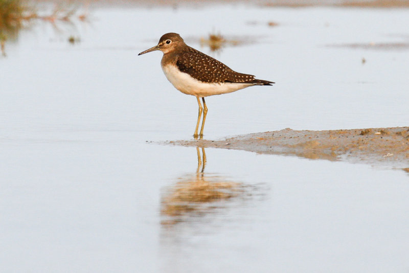 Solitary Sandpiper low res-7434.jpg