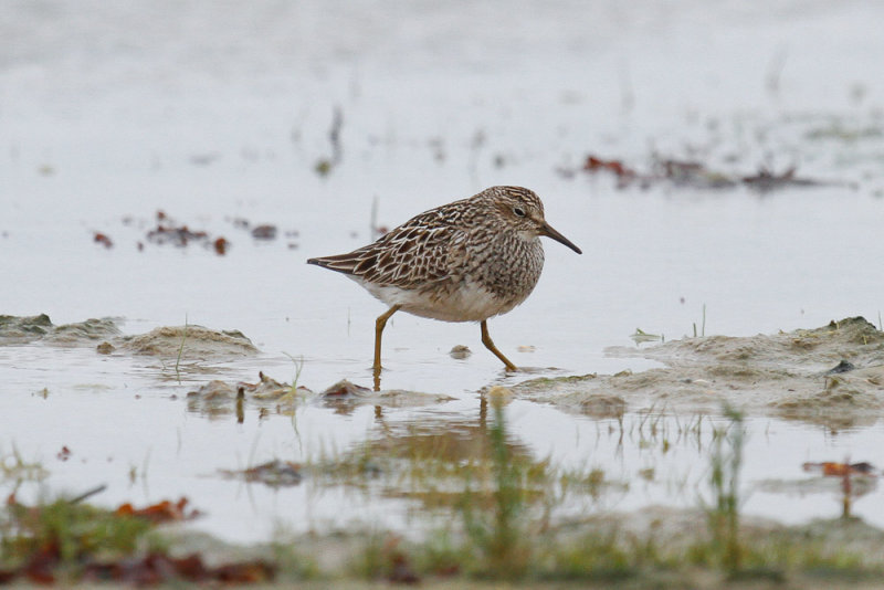 Pectoral Sandpiper low res-9106.jpg