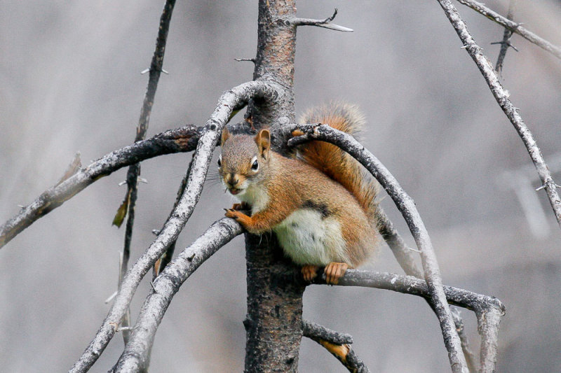 Red Squirrel low res-4569.jpg