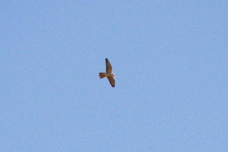 low res _MG_2362.jpg