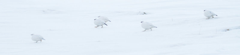 Ptarmigan (Lagopus muta)