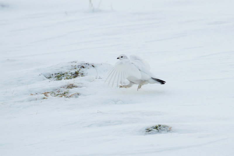 Ptarmigan (Lagopus muta)