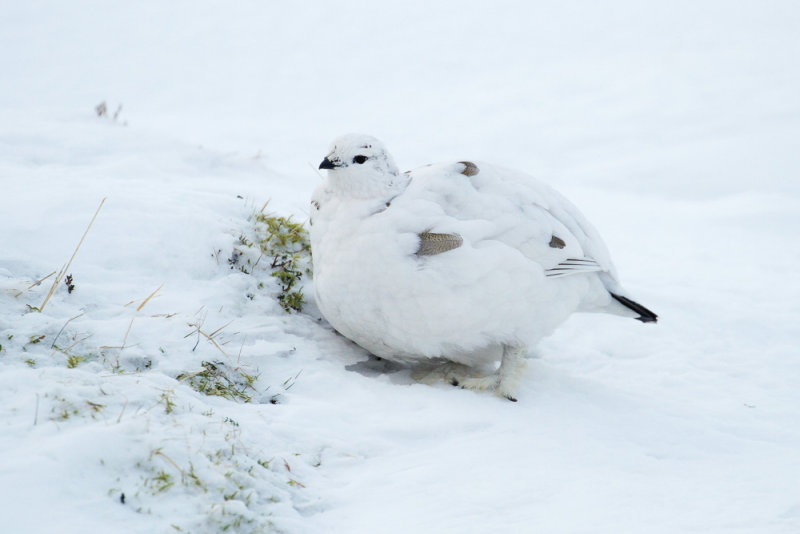Ptarmigan (Lagopus muta)