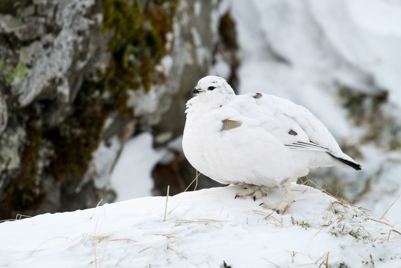 Ptarmigan (Lagopus muta)