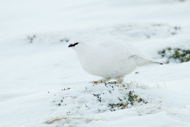 Ptarmigan (Lagopus muta)