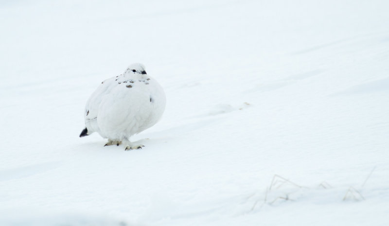 Ptarmigan (Lagopus muta)