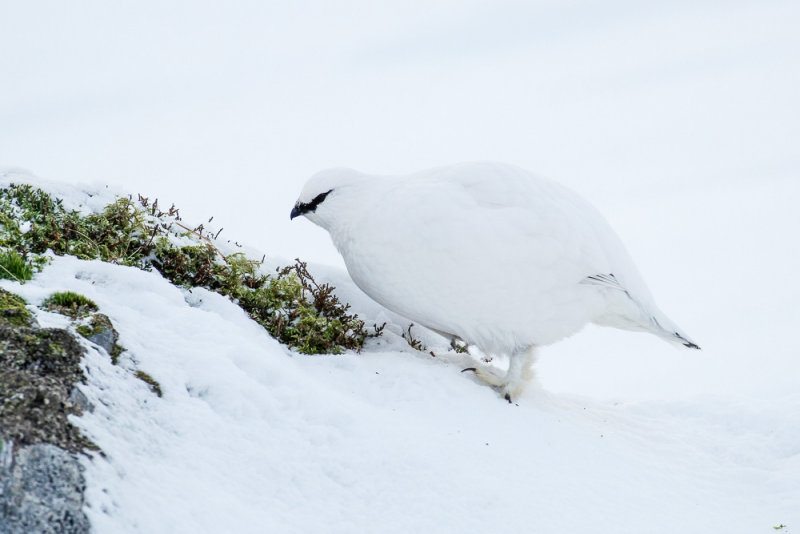 Ptarmigan (Lagopus muta)