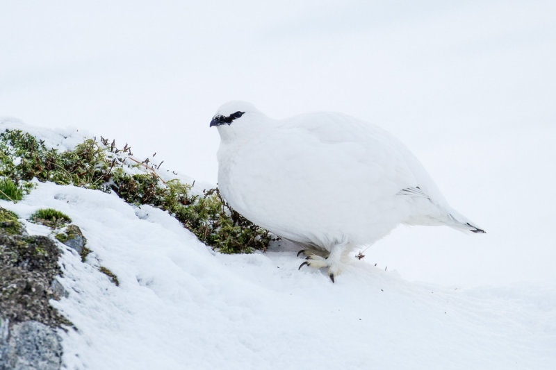 Ptarmigan (Lagopus muta)