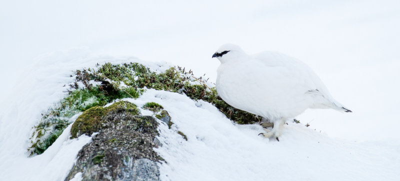 Ptarmigan (Lagopus muta)