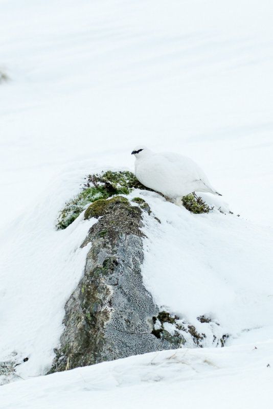 Ptarmigan (Lagopus muta)
