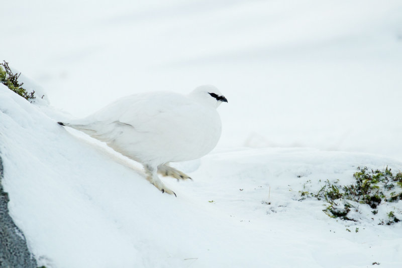 Ptarmigan (Lagopus muta)
