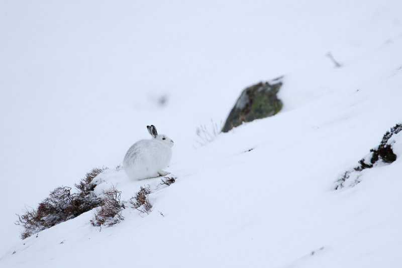 Mountain Hare (Lepus timidus)
