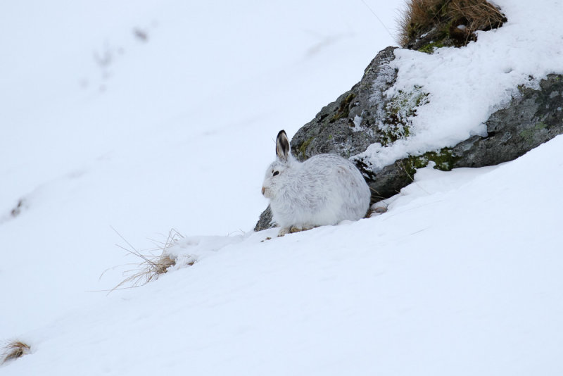 Mountain Hare (Lepus timidus)