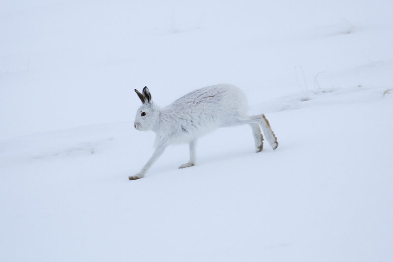 Mountain Hare (Lepus timidus)