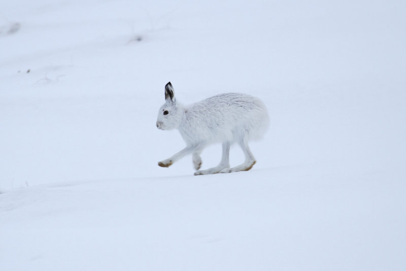 Mountain Hare (Lepus timidus)