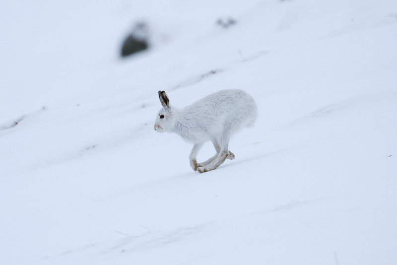 Mountain Hare (Lepus timidus)