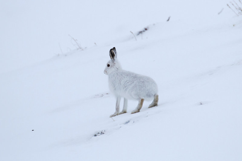 Mountain Hare (Lagopus timidus)