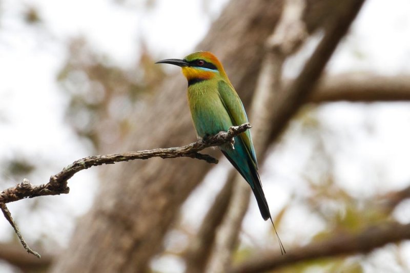 Rainbow Bee-eater _MG_5859.jpg