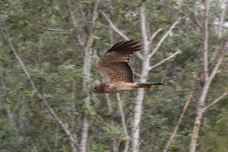 Spotted Harrier (Circus assimilis)