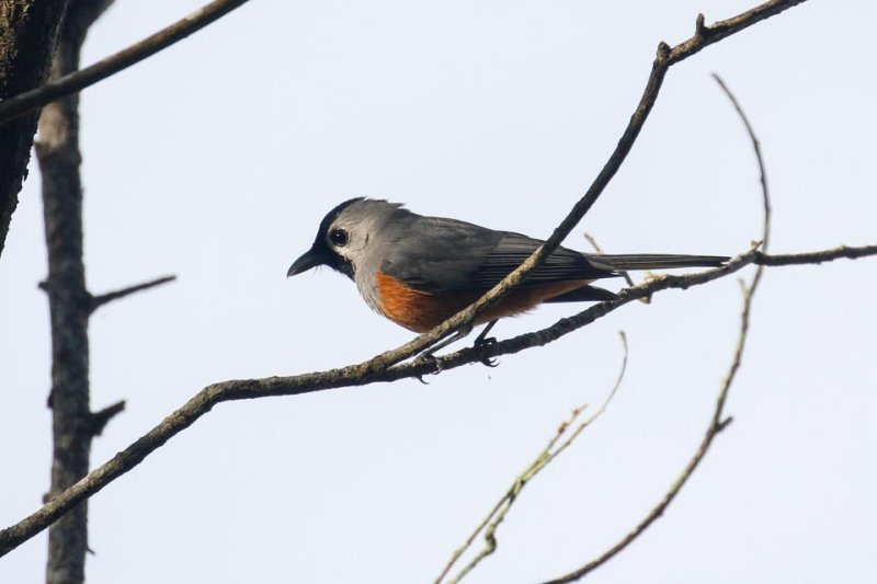 Black-faced Monarch (Monarcha melanopsis)