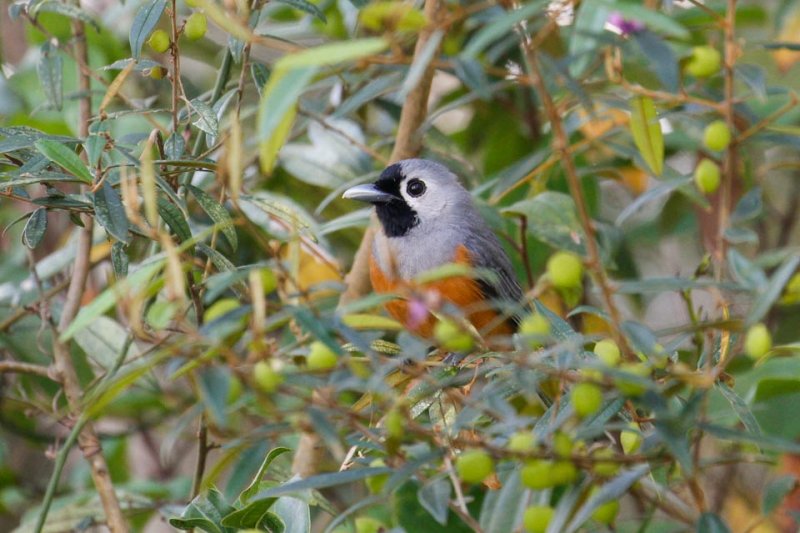 Black-faced Monarch (Monarcha melanopsis)