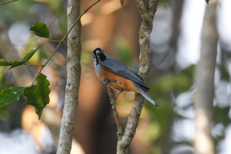 Black-faced Monarch (Monarcha melanopsis)