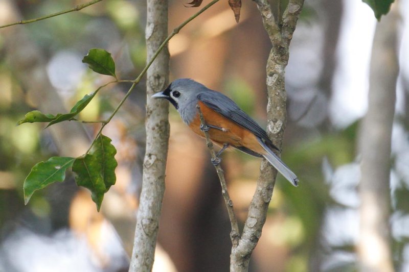 Black-faced Monarch (Monarcha melanopsis)
