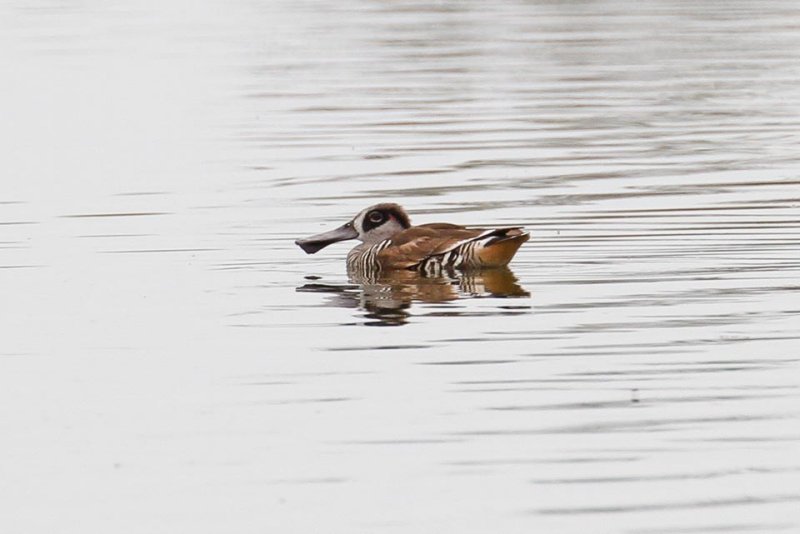 Pink-eared Duck _MG_9148.jpg