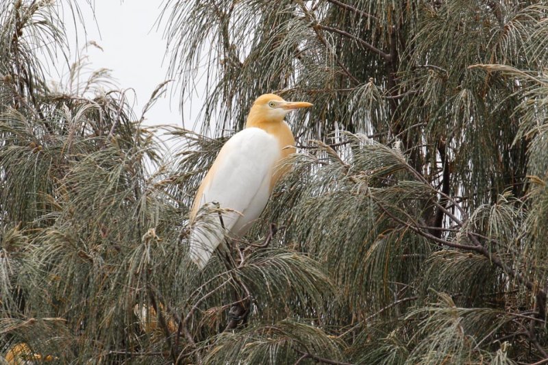 Eastern Cattle Egret (Bubulcus coromandus)