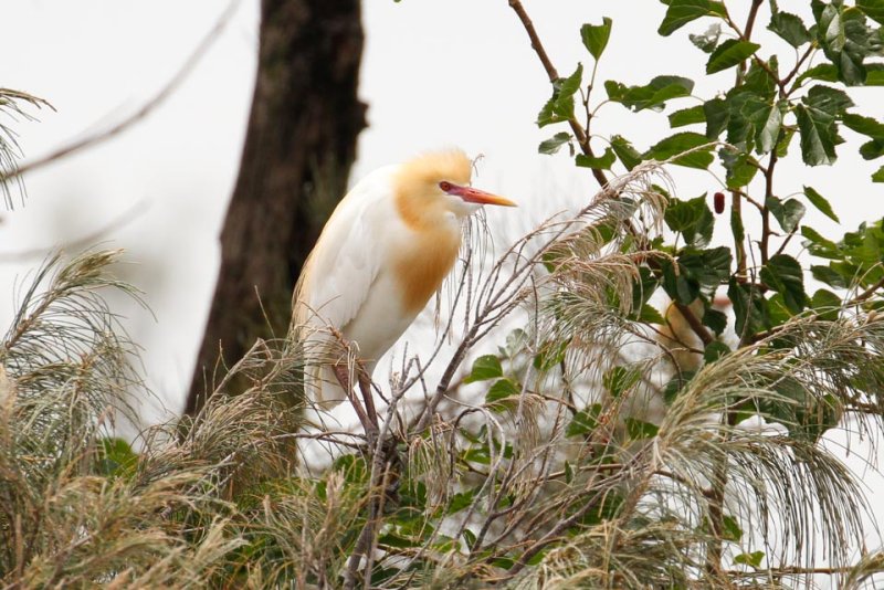 Eastern Cattle Egret (Bubulcus coromandus)