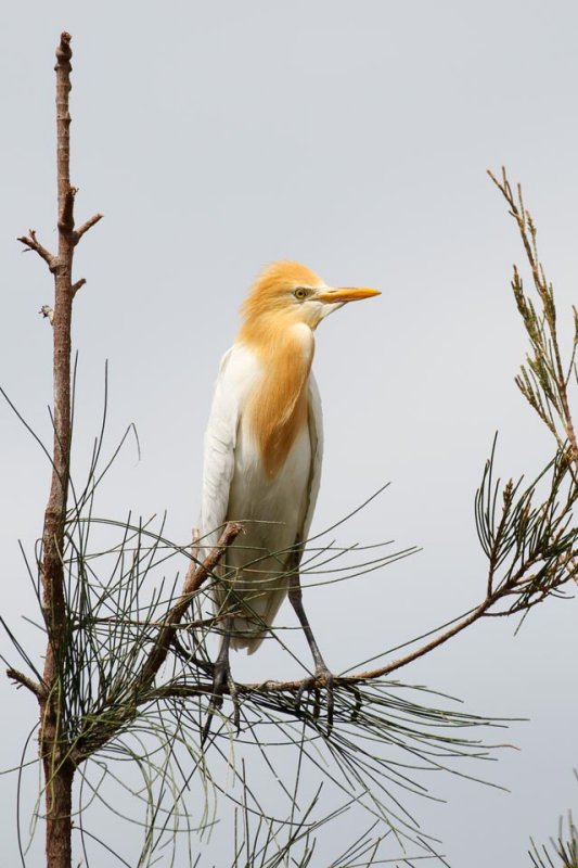 Eastern Cattle Egret (Bubulcus coromandus)